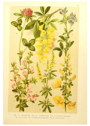 Reproducción/Reproduction 6436779389: Onze flora Zutphen,W.J. Thieme,1900