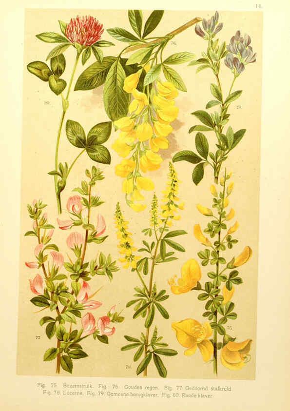 Reproducción/Reproduction 6436779389: Onze flora Zutphen,W.J. Thieme,1900