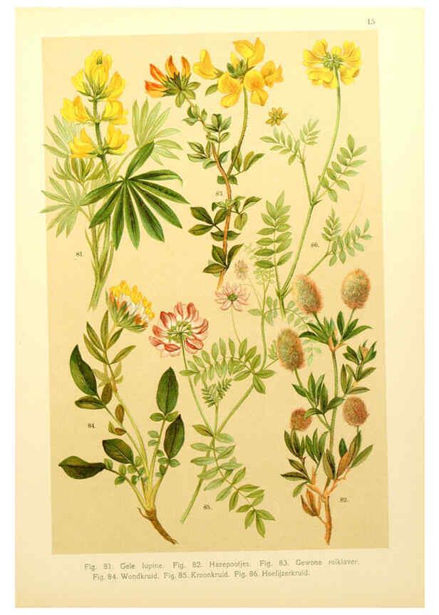 Reproducción/Reproduction 6436779901: Onze flora Zutphen,W.J. Thieme,1900