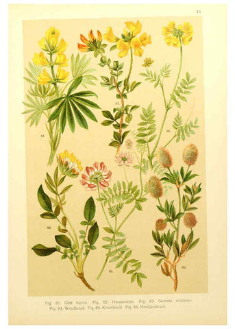 Reproducción/Reproduction 6436779901: Onze flora Zutphen,W.J. Thieme,1900