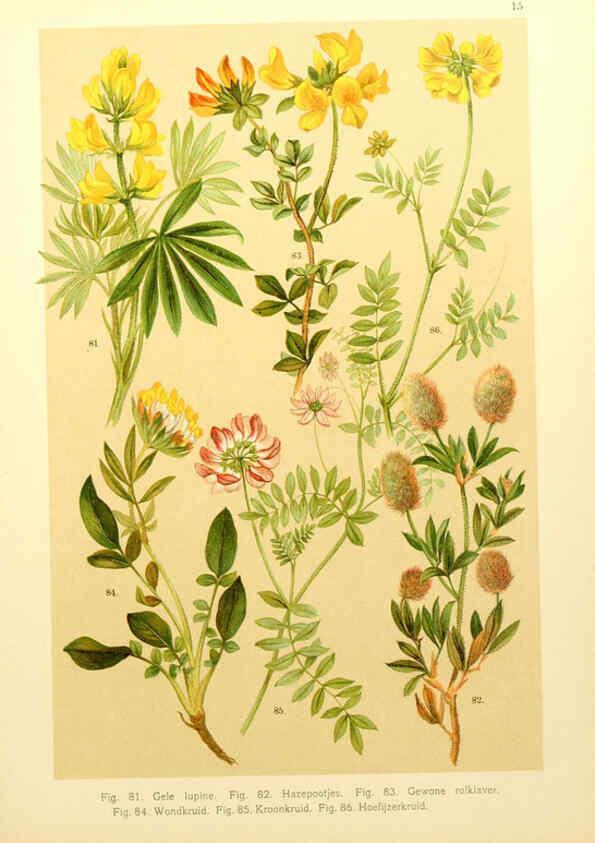 Reproducción/Reproduction 6436779901: Onze flora Zutphen,W.J. Thieme,1900