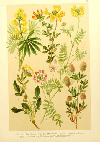 Reproducción/Reproduction 6436779901: Onze flora Zutphen,W.J. Thieme,1900