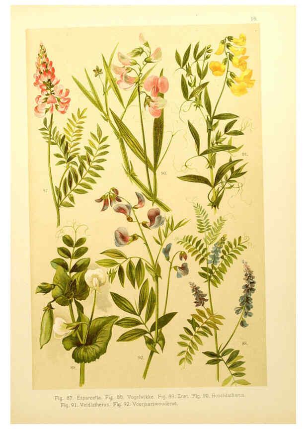 Reproducción/Reproduction 6436780729: Onze flora Zutphen,W.J. Thieme,1900
