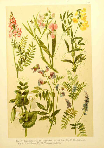 Reproducción/Reproduction 6436780729: Onze flora Zutphen,W.J. Thieme,1900
