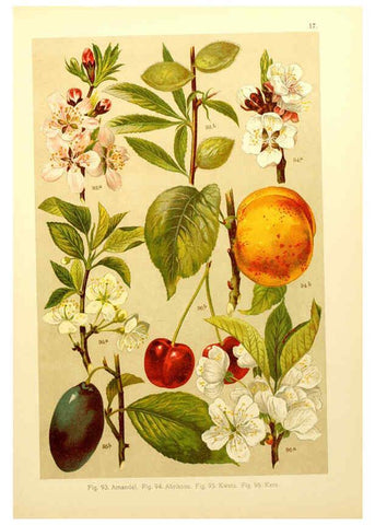 Reproducción/Reproduction 6436781135: Onze flora Zutphen,W.J. Thieme,1900