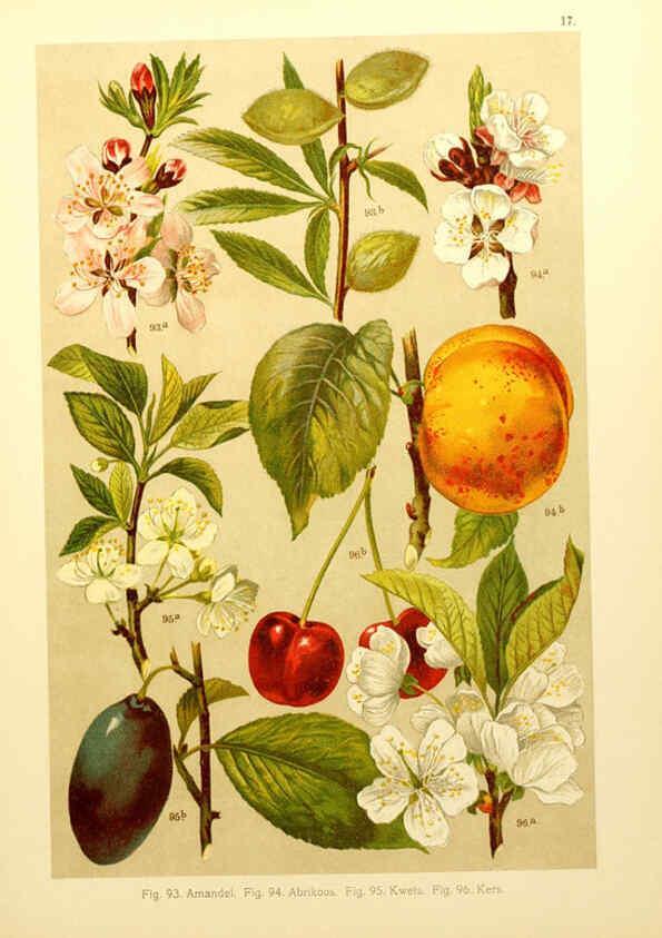 Reproducción/Reproduction 6436781135: Onze flora Zutphen,W.J. Thieme,1900
