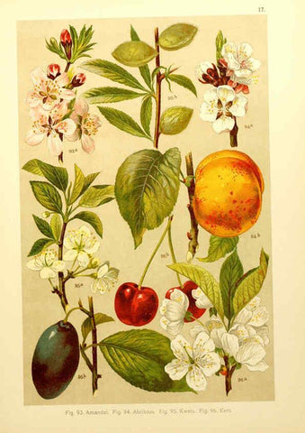 Reproducción/Reproduction 6436781135: Onze flora Zutphen,W.J. Thieme,1900