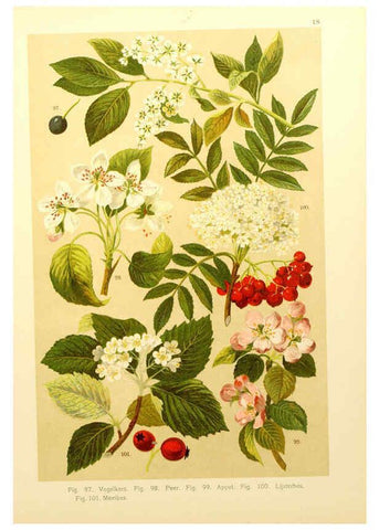 Reproducción/Reproduction 6436781677: Onze flora Zutphen,W.J. Thieme,1900