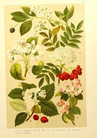 Reproducción/Reproduction 6436781677: Onze flora Zutphen,W.J. Thieme,1900