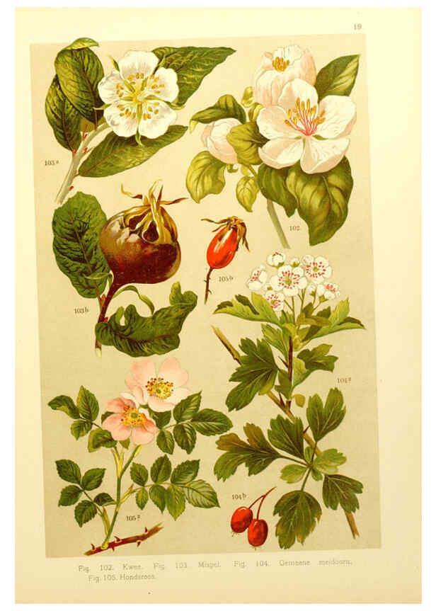 Reproducción/Reproduction 6436782243: Onze flora Zutphen,W.J. Thieme,1900