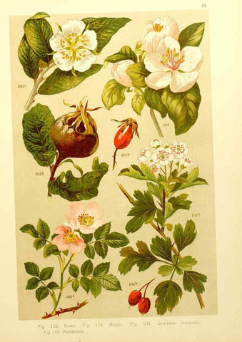 Reproducción/Reproduction 6436782243: Onze flora Zutphen,W.J. Thieme,1900