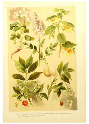 Reproducción/Reproduction 6436778479: Onze flora Zutphen,W.J. Thieme,1900