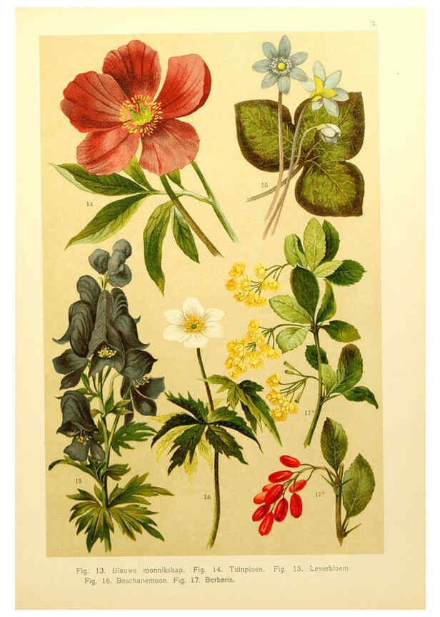 Reproducción/Reproduction 6436773649: Onze flora Zutphen,W.J. Thieme,1900