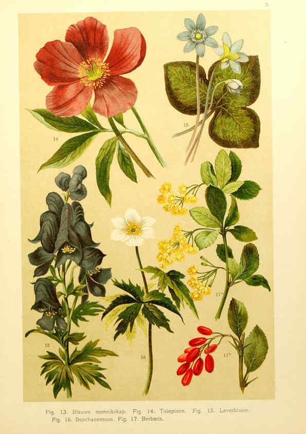Reproducción/Reproduction 6436773649: Onze flora Zutphen,W.J. Thieme,1900