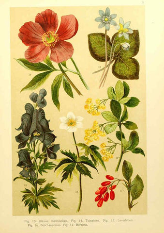 Reproducción/Reproduction 6436773649: Onze flora Zutphen,W.J. Thieme,1900