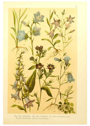 Reproducción/Reproduction 6436792081: Onze flora Zutphen,W.J. Thieme,1900