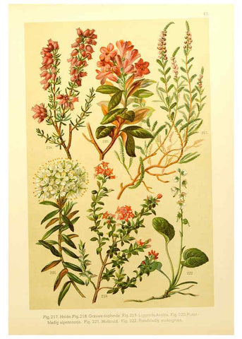 Reproducción/Reproduction 6436792889: Onze flora Zutphen,W.J. Thieme,1900