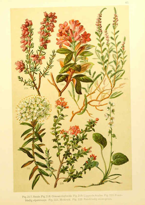 Reproducción/Reproduction 6436792889: Onze flora Zutphen,W.J. Thieme,1900
