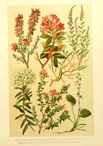 Reproducción/Reproduction 6436792889: Onze flora Zutphen,W.J. Thieme,1900