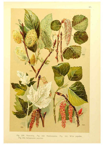 Reproducción/Reproduction 6436803895: Onze flora Zutphen,W.J. Thieme,1900
