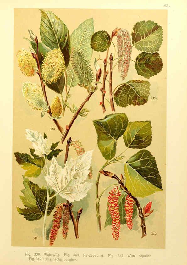 Reproducción/Reproduction 6436803895: Onze flora Zutphen,W.J. Thieme,1900