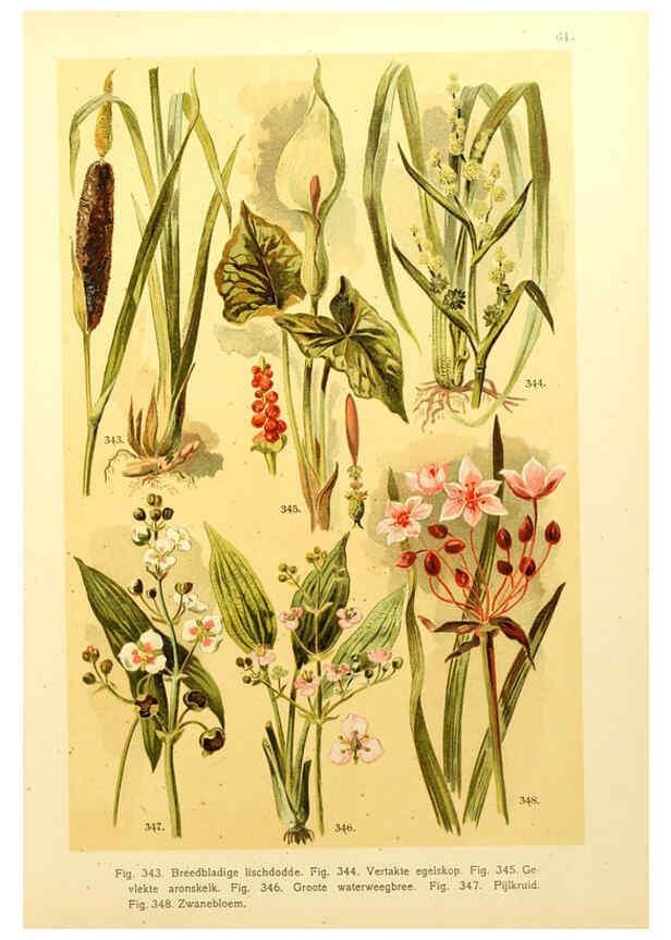Reproducción/Reproduction 6436804259: Onze flora Zutphen,W.J. Thieme,1900