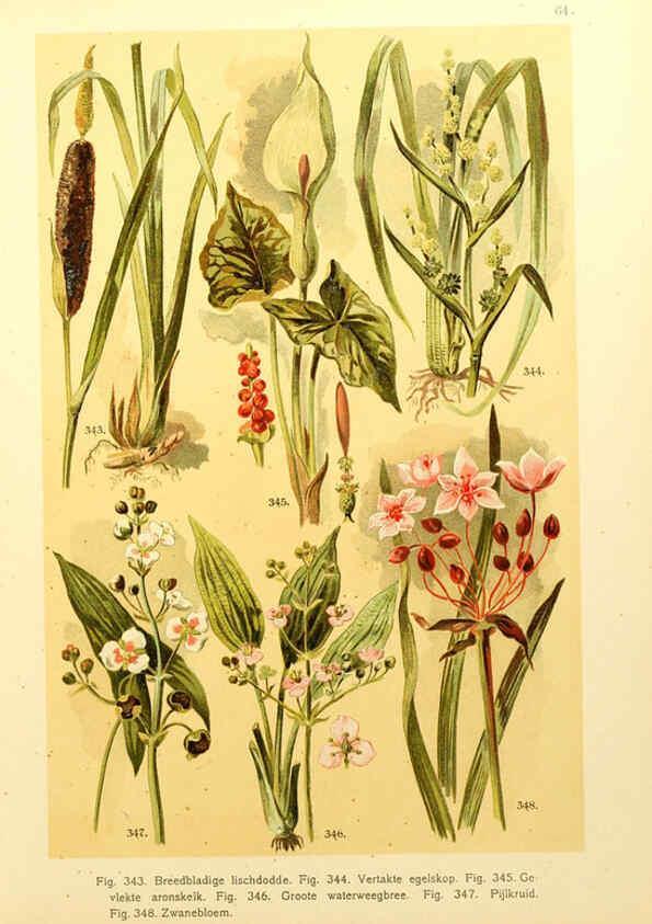 Reproducción/Reproduction 6436804259: Onze flora Zutphen,W.J. Thieme,1900