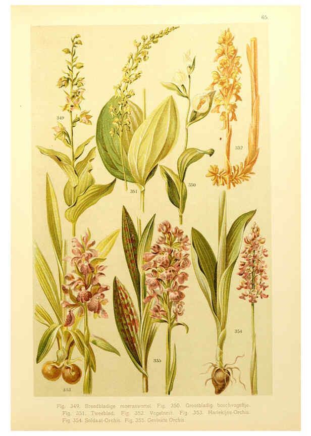 Reproducción/Reproduction 6436804697: Onze flora Zutphen,W.J. Thieme,1900