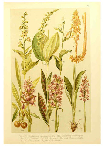 Reproducción/Reproduction 6436804697: Onze flora Zutphen,W.J. Thieme,1900