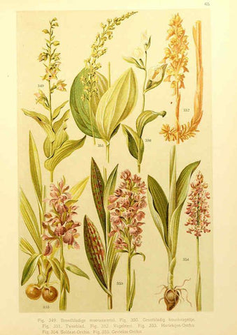 Reproducción/Reproduction 6436804697: Onze flora Zutphen,W.J. Thieme,1900