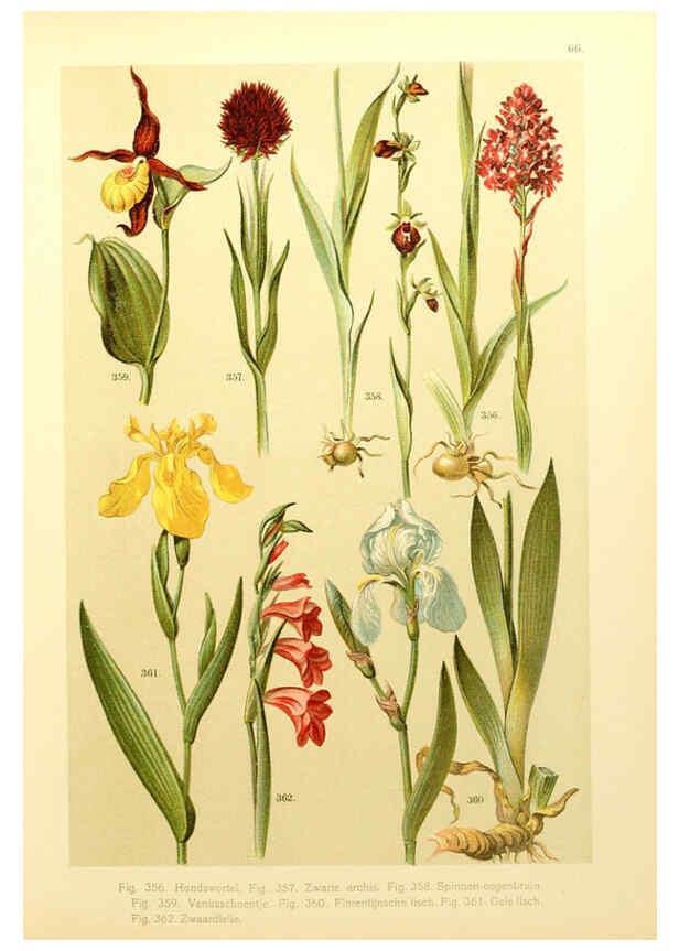 Reproducción/Reproduction 6436805243: Onze flora Zutphen,W.J. Thieme,1900
