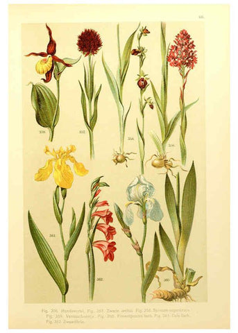 Reproducción/Reproduction 6436805243: Onze flora Zutphen,W.J. Thieme,1900