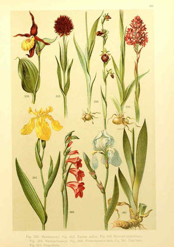 Reproducción/Reproduction 6436805243: Onze flora Zutphen,W.J. Thieme,1900
