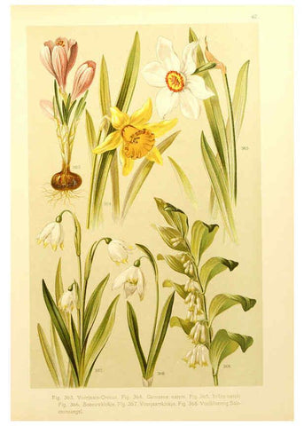 Reproducción/Reproduction 6436805771: Onze flora Zutphen,W.J. Thieme,1900