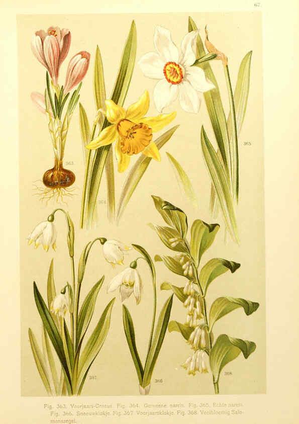 Reproducción/Reproduction 6436805771: Onze flora Zutphen,W.J. Thieme,1900