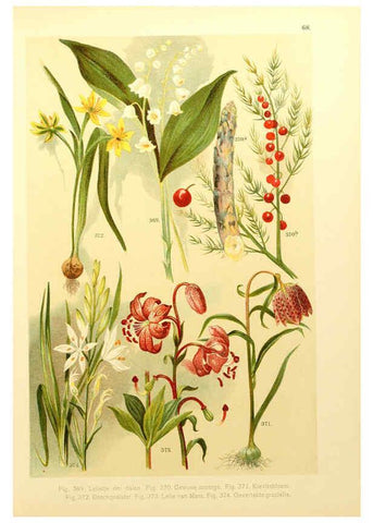 Reproducción/Reproduction 6436806289: Onze flora Zutphen,W.J. Thieme,1900