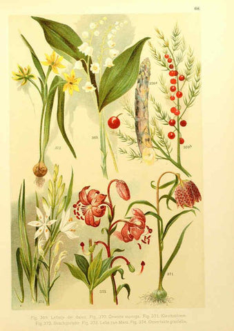 Reproducción/Reproduction 6436806289: Onze flora Zutphen,W.J. Thieme,1900