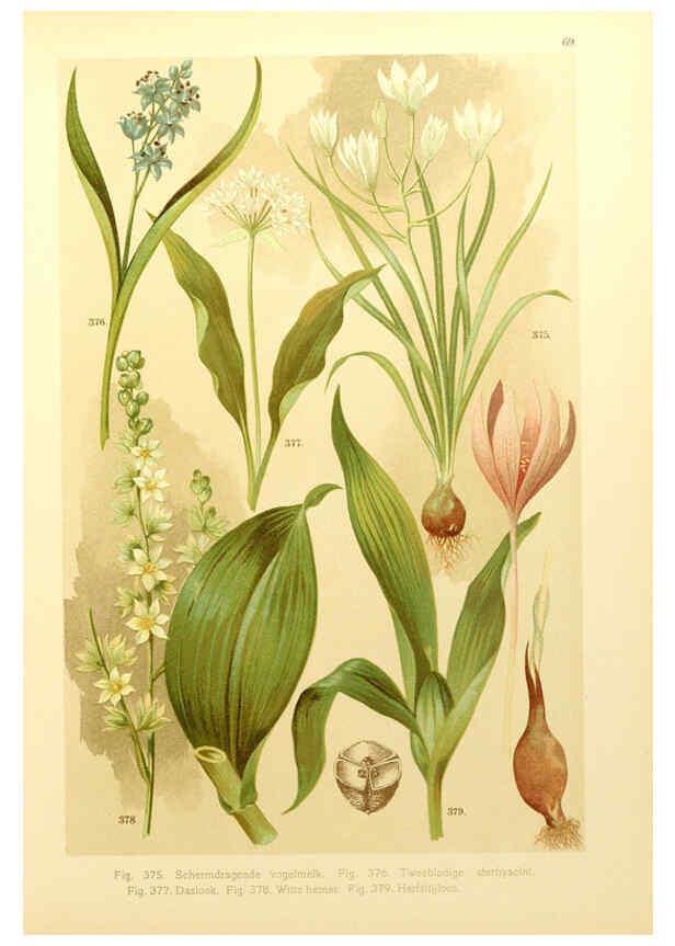 Reproducción/Reproduction 6436806691: Onze flora Zutphen,W.J. Thieme,1900
