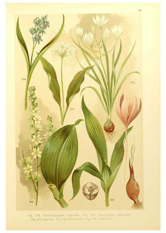 Reproducción/Reproduction 6436806691: Onze flora Zutphen,W.J. Thieme,1900
