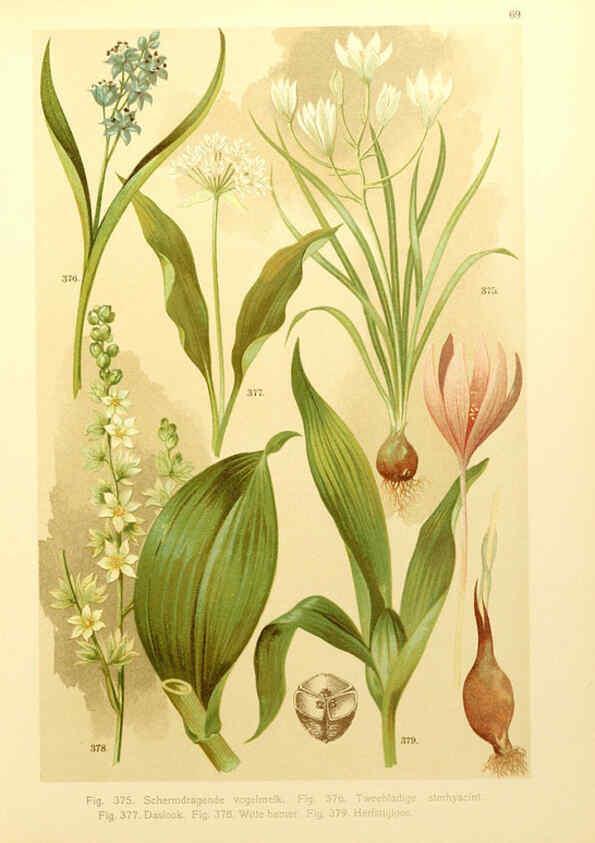 Reproducción/Reproduction 6436806691: Onze flora Zutphen,W.J. Thieme,1900