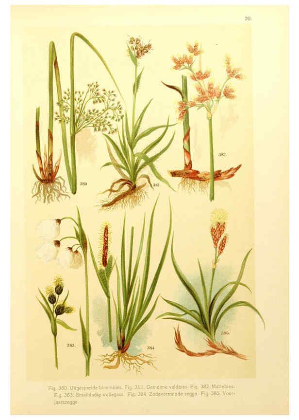 Reproducción/Reproduction 6436807205: Onze flora Zutphen,W.J. Thieme,1900