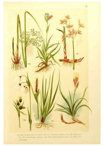 Reproducción/Reproduction 6436807205: Onze flora Zutphen,W.J. Thieme,1900