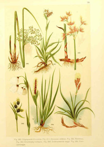 Reproducción/Reproduction 6436807205: Onze flora Zutphen,W.J. Thieme,1900