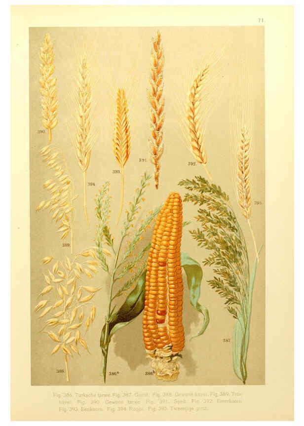 Reproducción/Reproduction 6436807583: Onze flora Zutphen,W.J. Thieme,1900