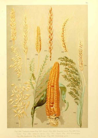 Reproducción/Reproduction 6436807583: Onze flora Zutphen,W.J. Thieme,1900