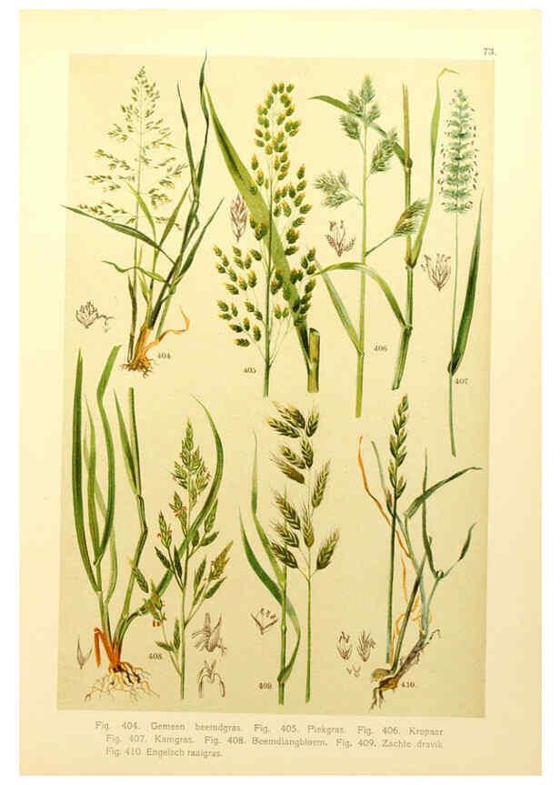 Reproducción/Reproduction 6436808435: Onze flora Zutphen,W.J. Thieme,1900