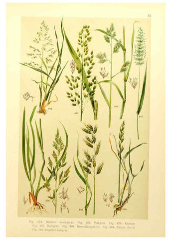 Reproducción/Reproduction 6436808435: Onze flora Zutphen,W.J. Thieme,1900