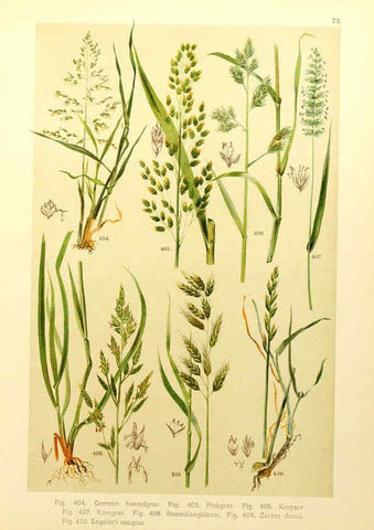 Reproducción/Reproduction 6436808435: Onze flora Zutphen,W.J. Thieme,1900
