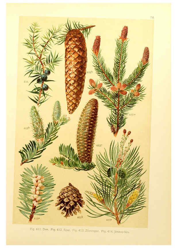 Reproducción/Reproduction 6436808943: Onze flora Zutphen,W.J. Thieme,1900