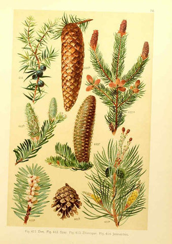 Reproducción/Reproduction 6436808943: Onze flora Zutphen,W.J. Thieme,1900